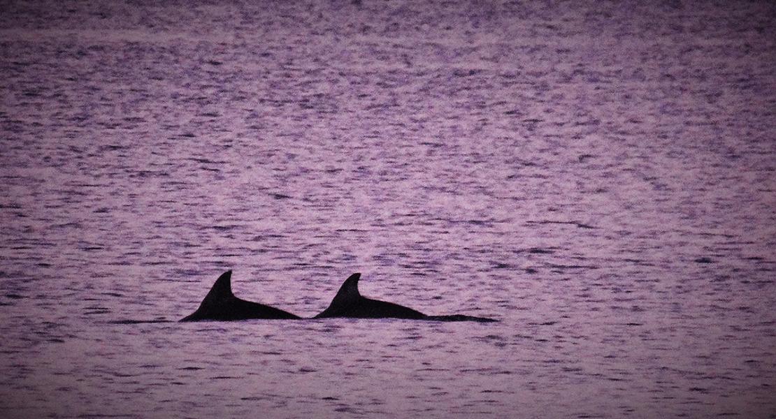 Dolphins swimming